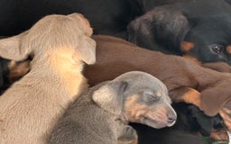 Dachshund dogs for sale: ⭐️KC reg miniature ⭐️stunning litter Dachshunds  - Image 4