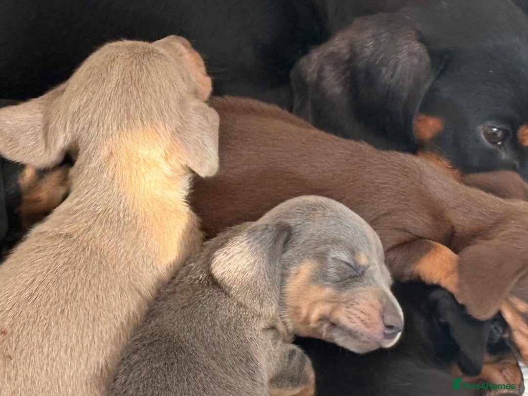 Dachshund dogs for sale: ⭐️KC reg miniature ⭐️stunning litter Dachshunds  - Image 4