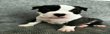 American Bull Staffy 3