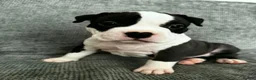 American Bull Staffy dogs for sale: Puppies for sale  - Advert 8