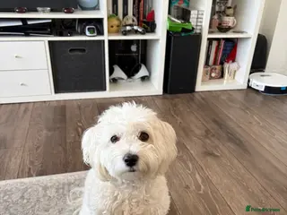 Mixed Breed dogs One beautiful girl and one handsome little boy - Advert 1