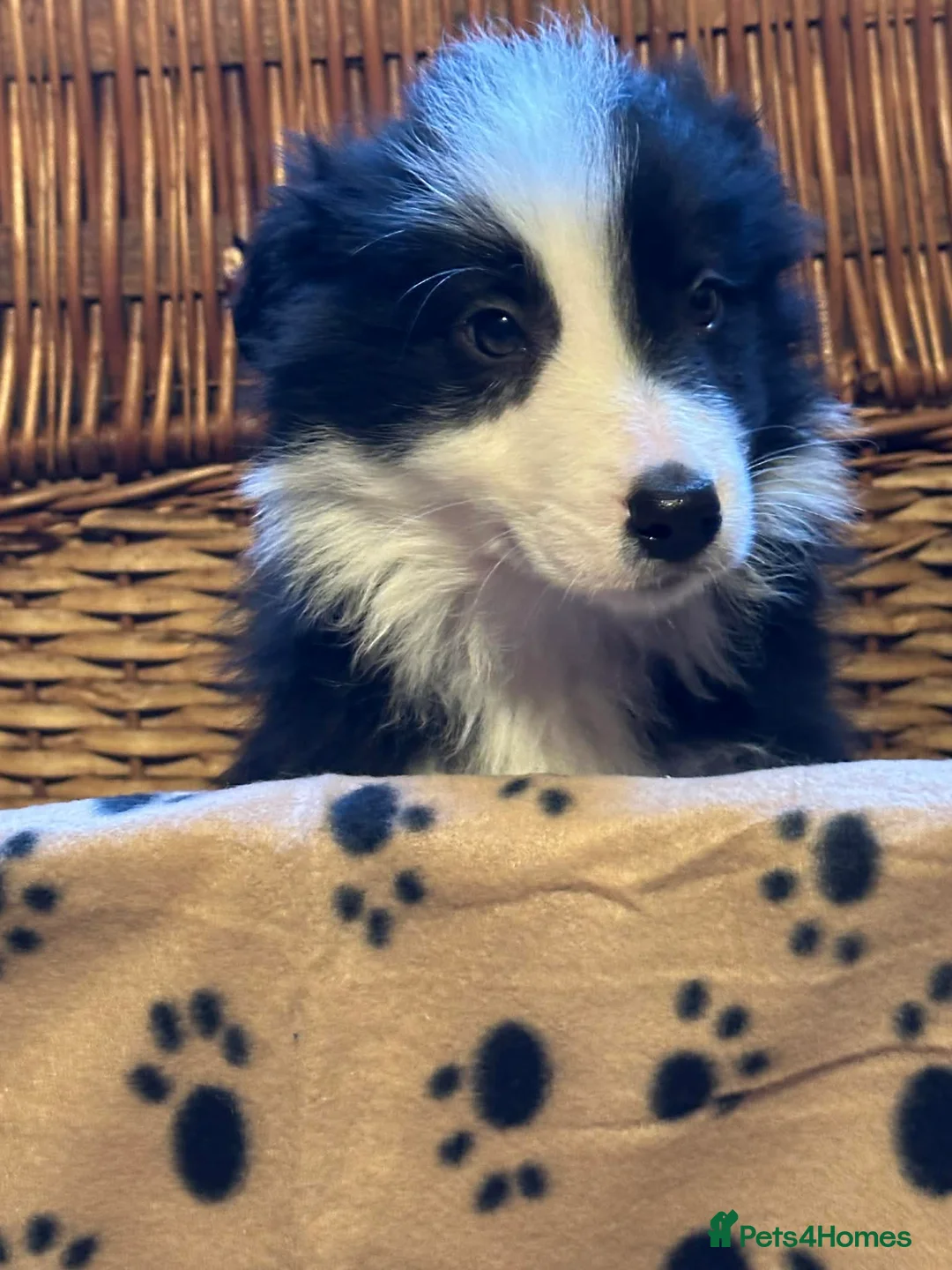 Border Collie dogs for sale: Stunning border collie puppies  - Advert 3