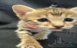 Savannah cats for sale: Exceptional Quality Tica Registr. Savannah Kittens - Image 1