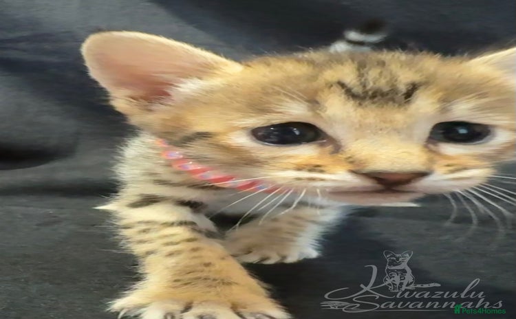 Savannah cats - Advert 1