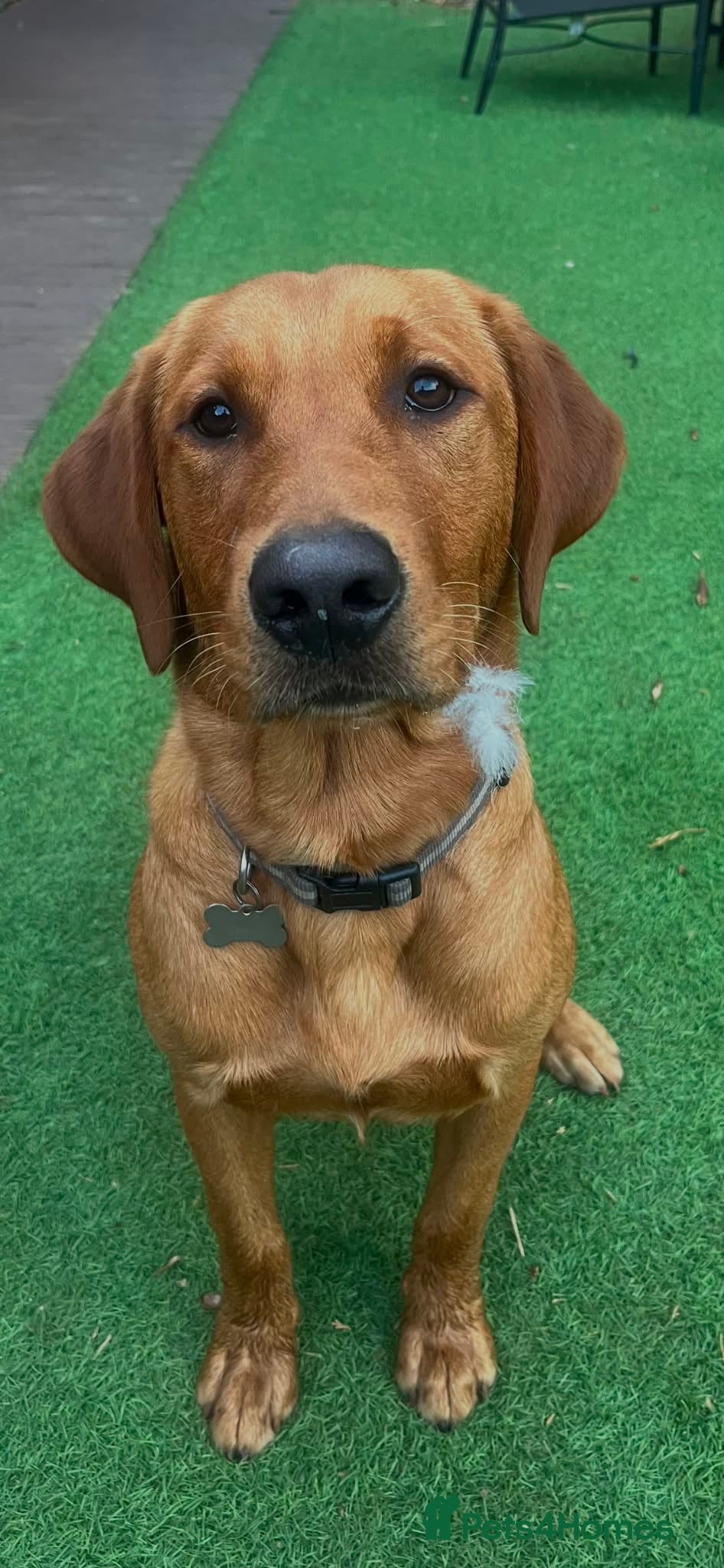 Labrador Retriever dogs Redfox lab x golden retriever STUD - Advert 1