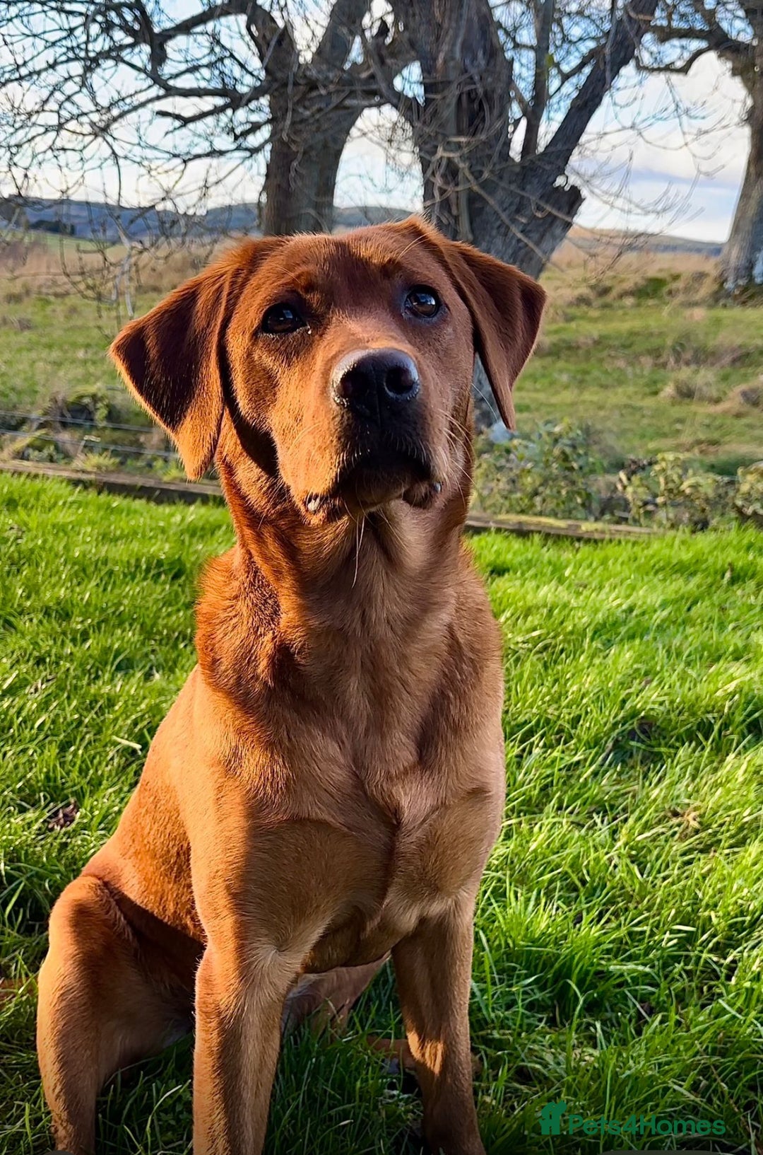 Labrador Retriever dogs for sale: Fox Red Labrador Puppies Health Tested - Image 9