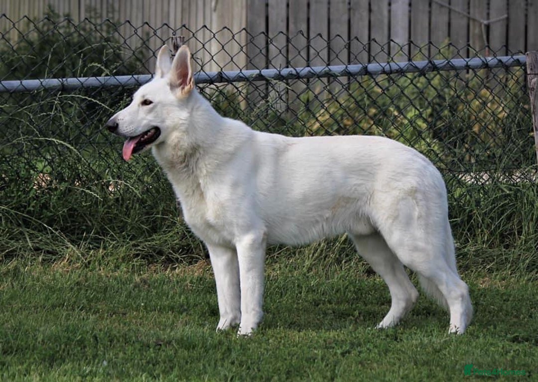 German Shepherd dogs for stud: Proven White Shepherd Dog ~ Frozen Semen Available - Image 4