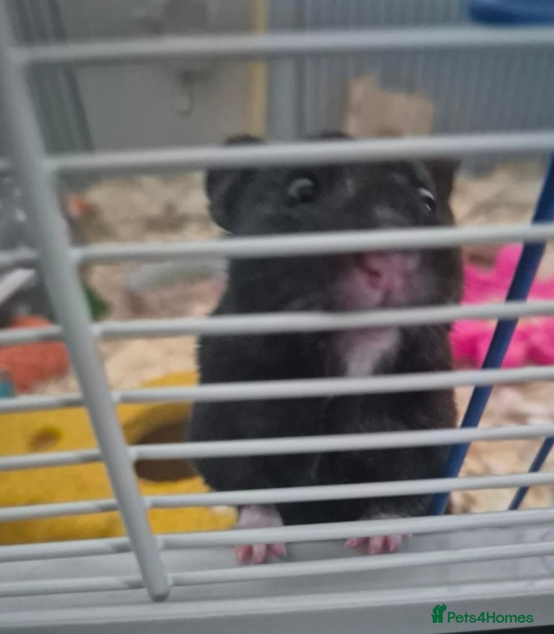 Hamster rodents for sale: Serian hamster. Black, female - Image 3