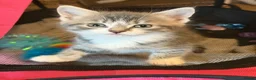 Mixed Breed cats for sale: 5 beautiful kittens  - Advert 15