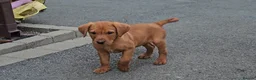 Labrador Retriever dogs for sale: Beautiful Labrador Puppies Available now - Advert 8