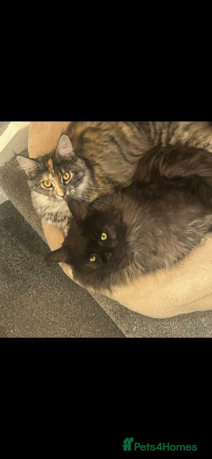 Maine Coon cats Adorable Maine Coon Kittens 3 left  - Advert 2