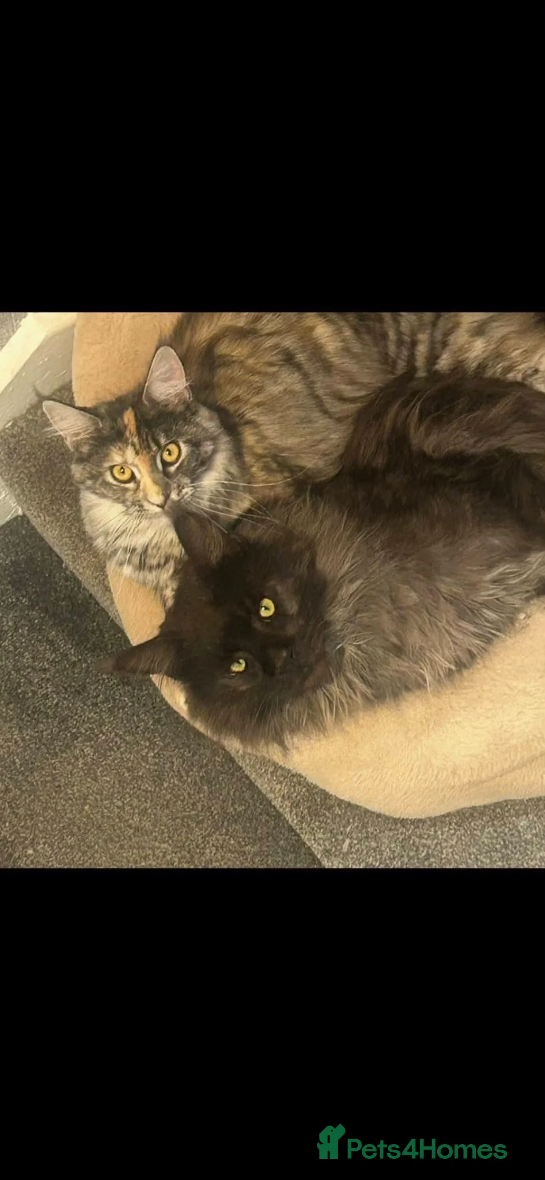 Maine Coon cats for sale: Adorable Maine Coon Kittens 3 left  - Advert 1