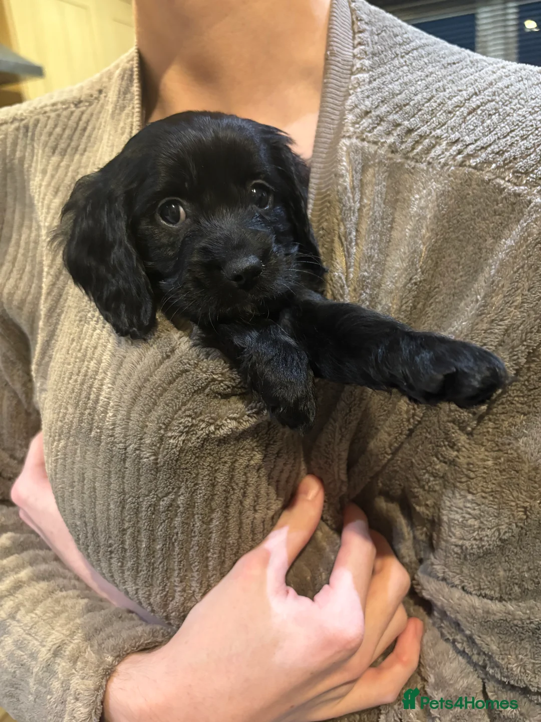Mixed Breed dogs for sale: Beautiful Cavapoo puppies  - Advert 4