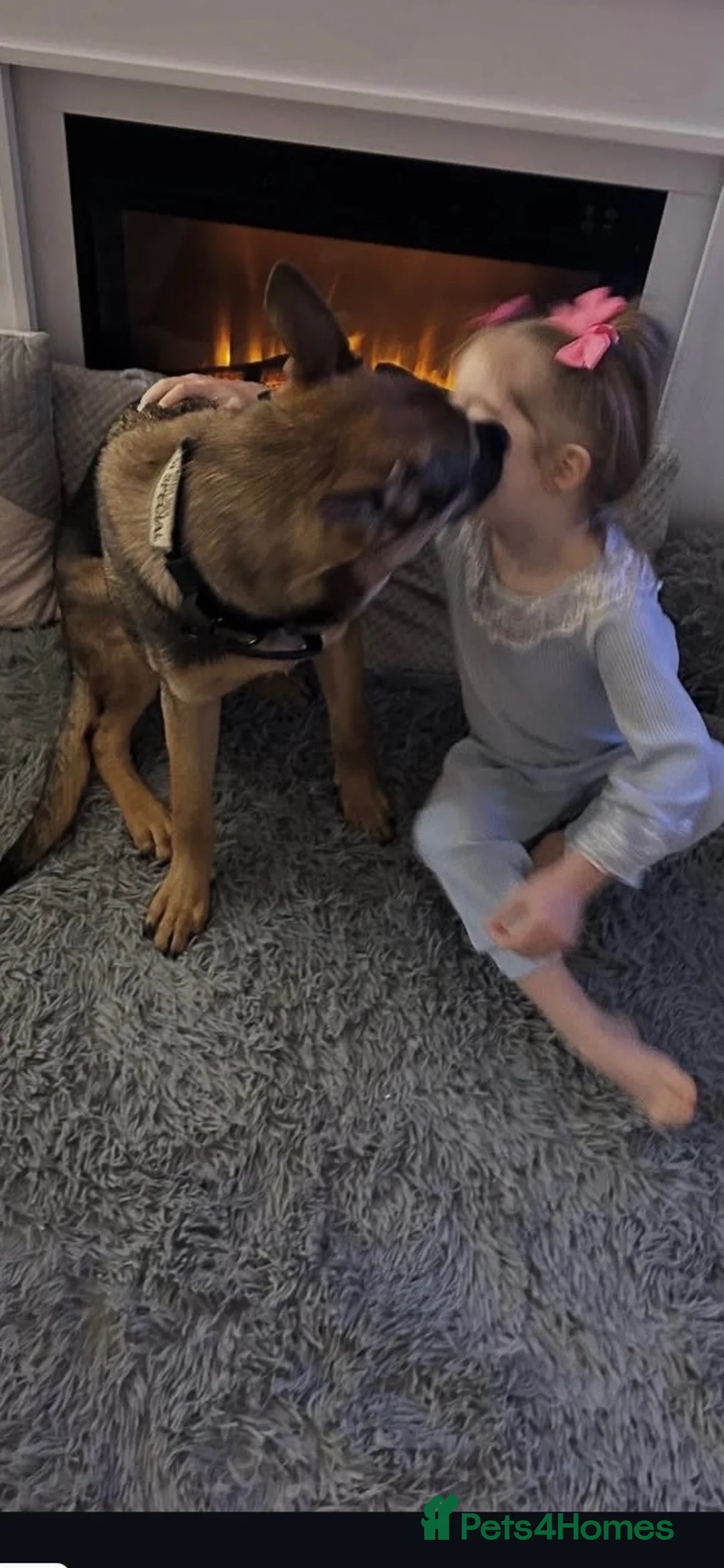 German Shepherd dogs for sale: Oti (Otis) in Canterbury - Advert 2