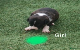 Borador dogs for sale: Beautiful litter of borador pups ready now - Image 8