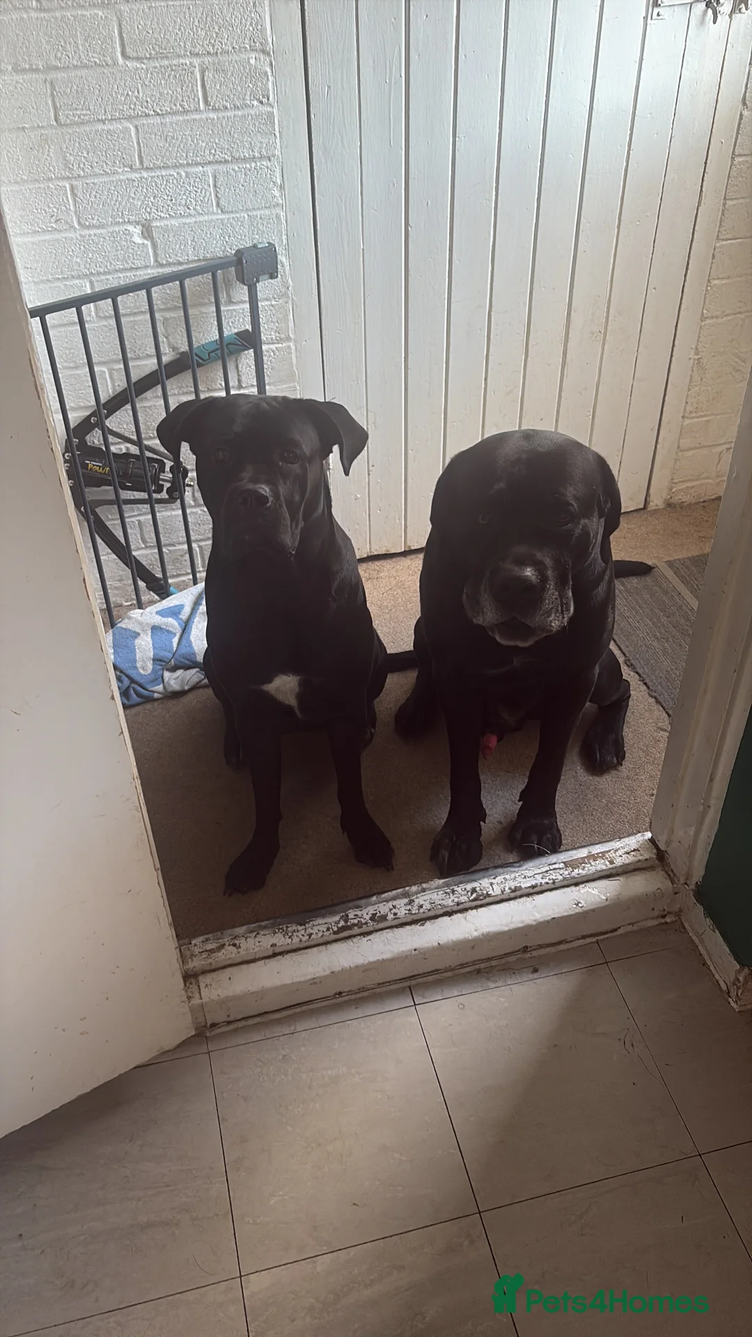 Cane Corso dogs for sale: Cane corso’s  - Advert 1