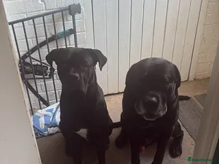 Cane Corso dogs Cane corso’s - Advert 3