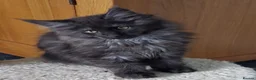 Maine Coon cats for sale: Pure Maine Coon Kittens - Advert 6