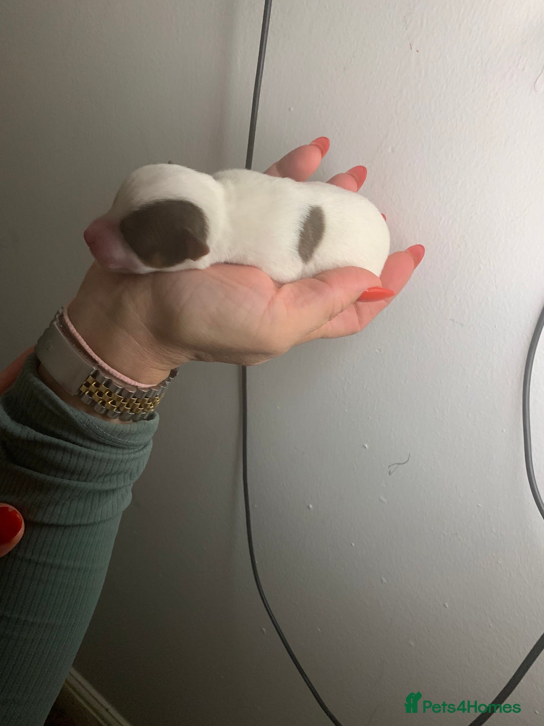 Jack Russell dogs for sale: Jack Russell Puppies  - Image 16