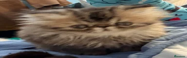 Persian 1