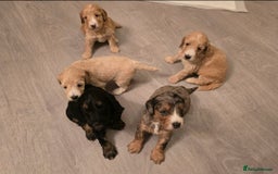 Cockapoo dogs for sale: F1 Minature Cockapoos - Image 7