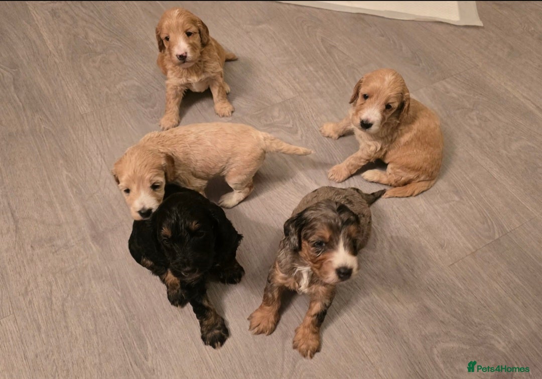 Cockapoo dogs for sale: F1 Minature Cockapoos - Image 7