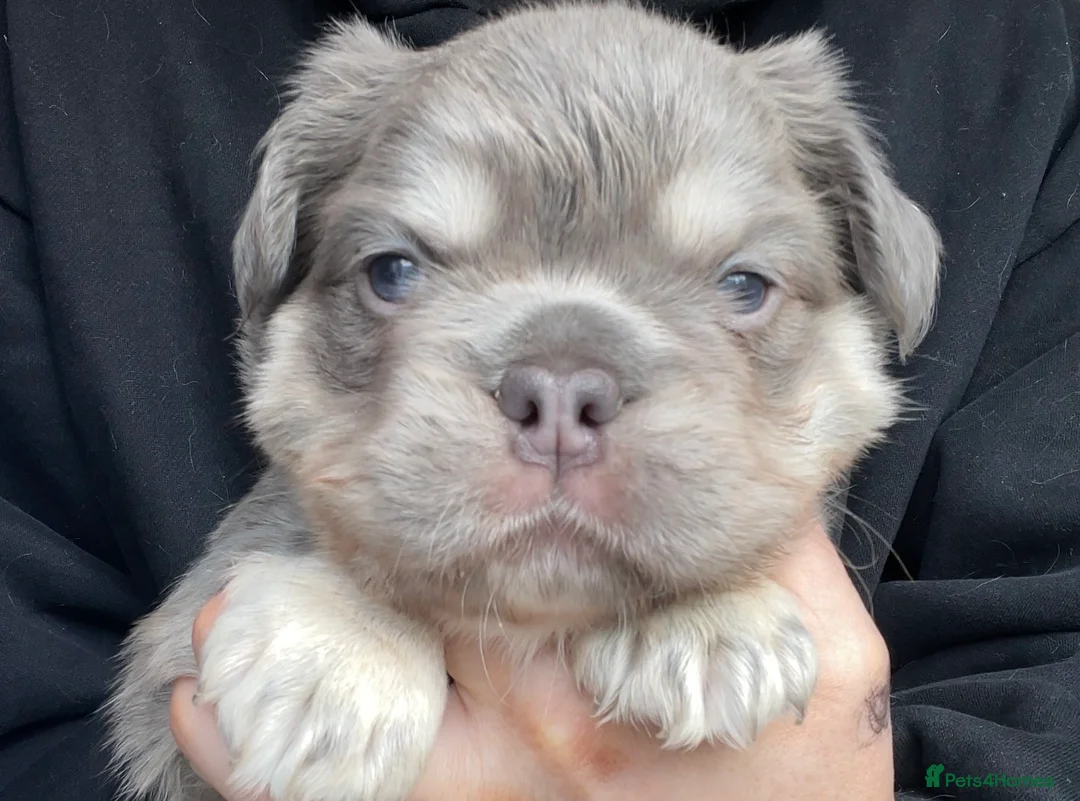 French Bulldog dogs for sale: Fluffy French Bulldog Puppies  - Advert 2