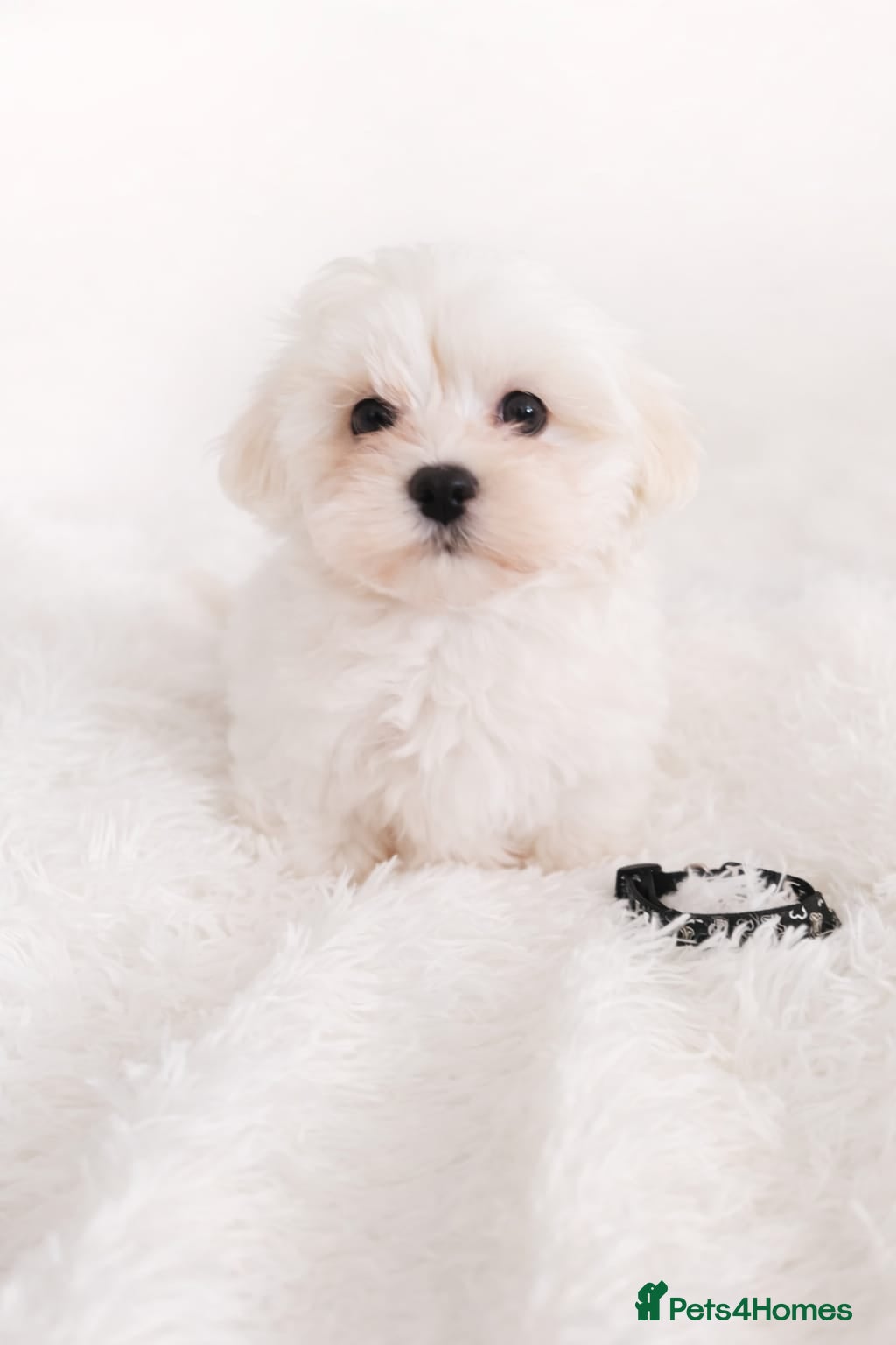 Maltese dogs Maltese  - Advert 9