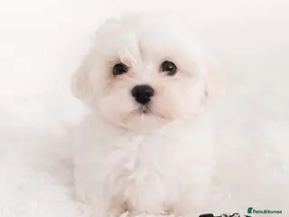 Maltese dogs Maltese - Advert 4