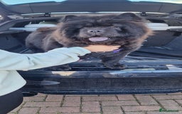 Chow Chow dogs for sale: Chocolate Chow Chow  - Image 4