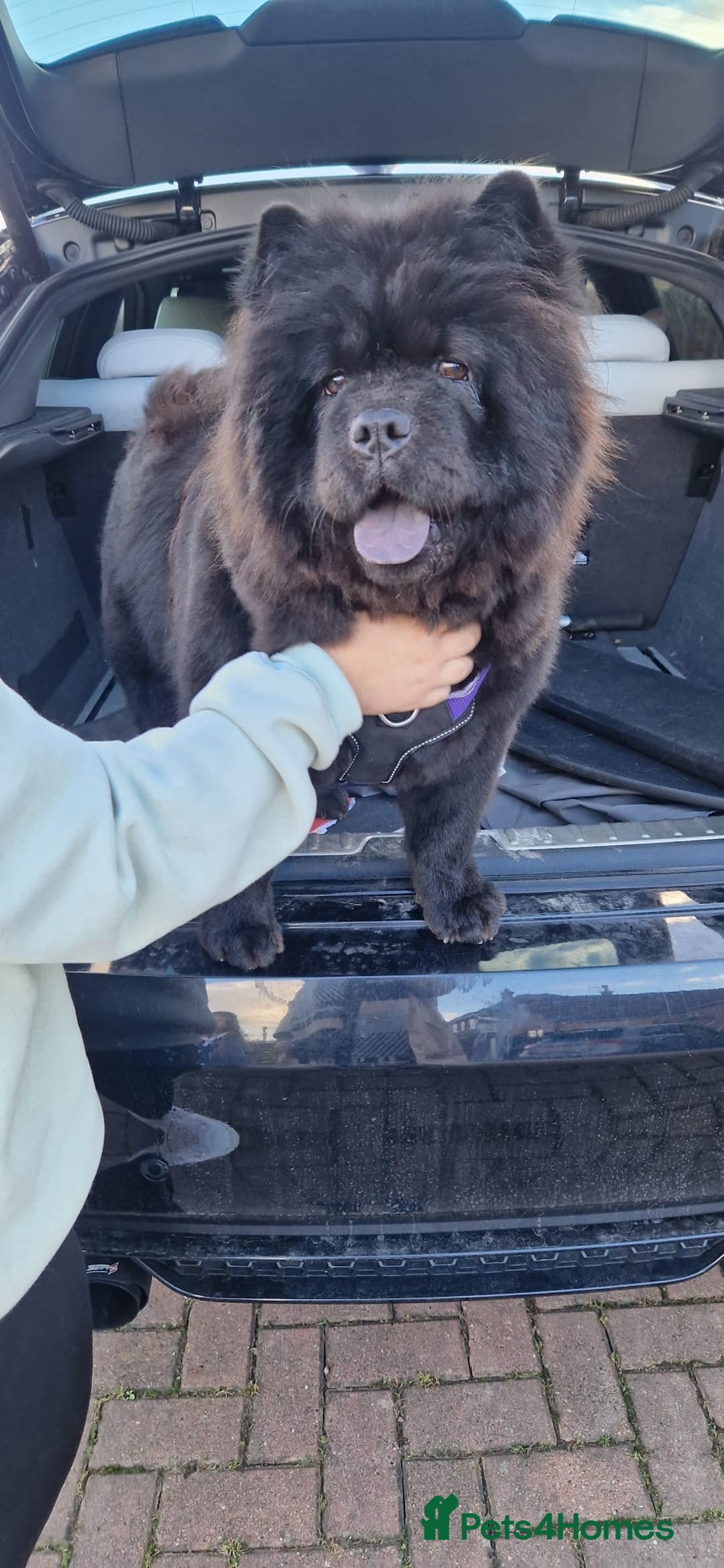 Chow Chow dogs for sale: Chocolate Chow Chow  - Image 4