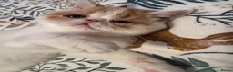 Persian cats for sale: Male Persian.   - Advert 1