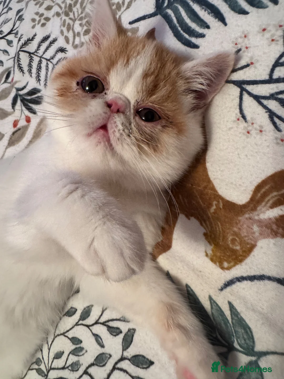 Persian cats for sale: Male Persian.   - Advert 1