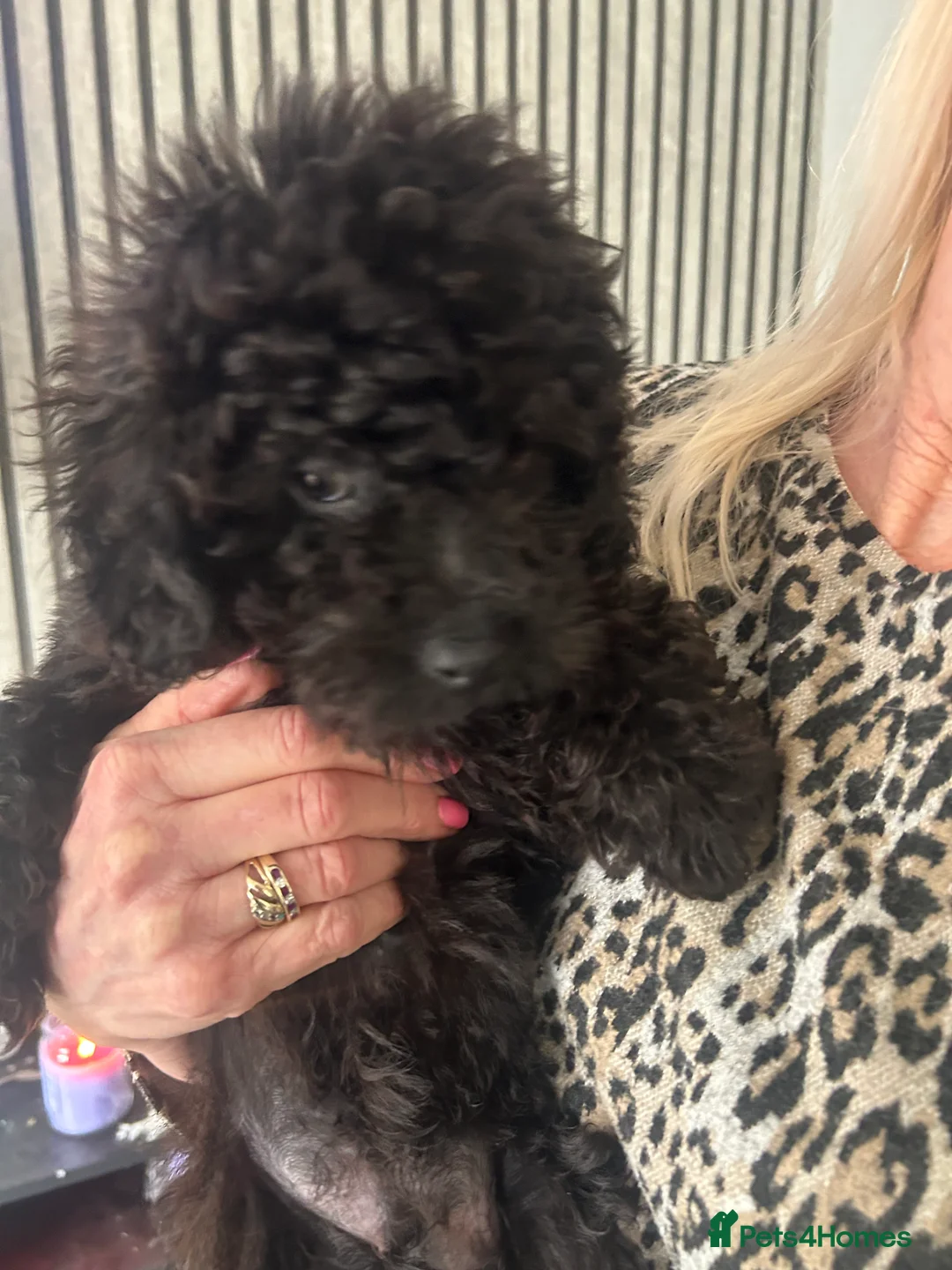 Cavapoo dogs for sale: BEAUTIFUL TOY CAVAPOOS - Advert 8