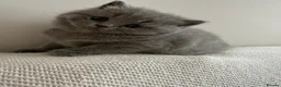 British Shorthair cats for sale: Pure Pedigree Blue BSH Kittens GCCF  - Advert 9