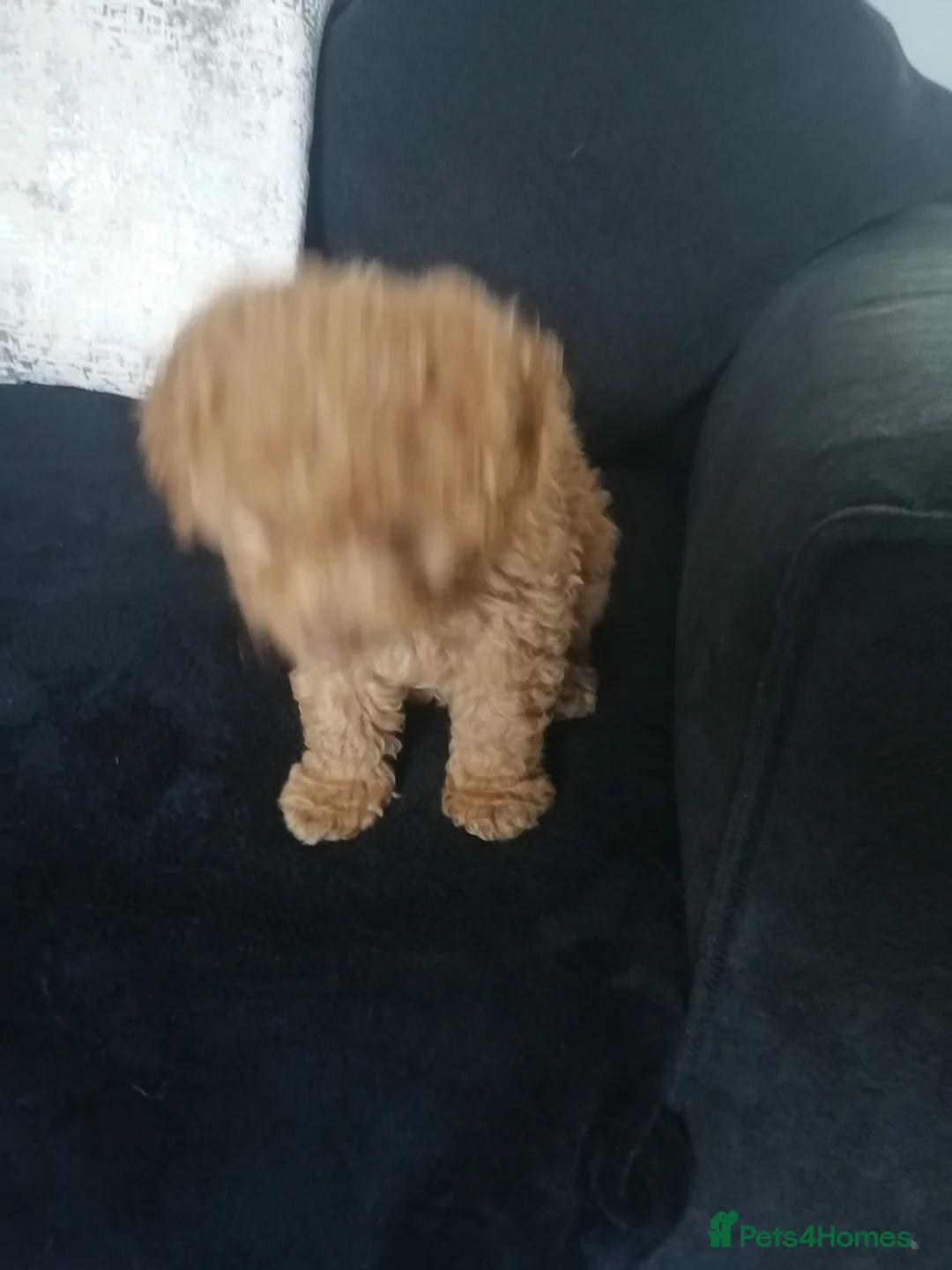 Cavapoo dogs for sale: Beautiful little Cavapoo boy. - Advert 7