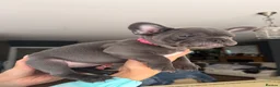 French Bulldog dogs for sale: French bulldog puppies in Aberdeen - Advert 7
