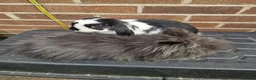 Mixed Breed rabbits for sale: 2 bonded female rabbits - Advert 4