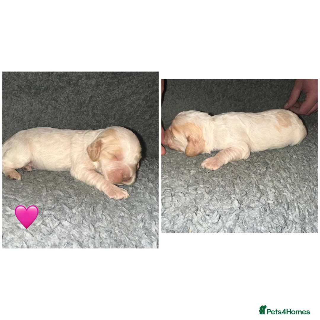 Cocker Spaniel dogs for sale: Beautiful Cocker Spaniel -LAST BOY LEFT 💙 - Advert 3