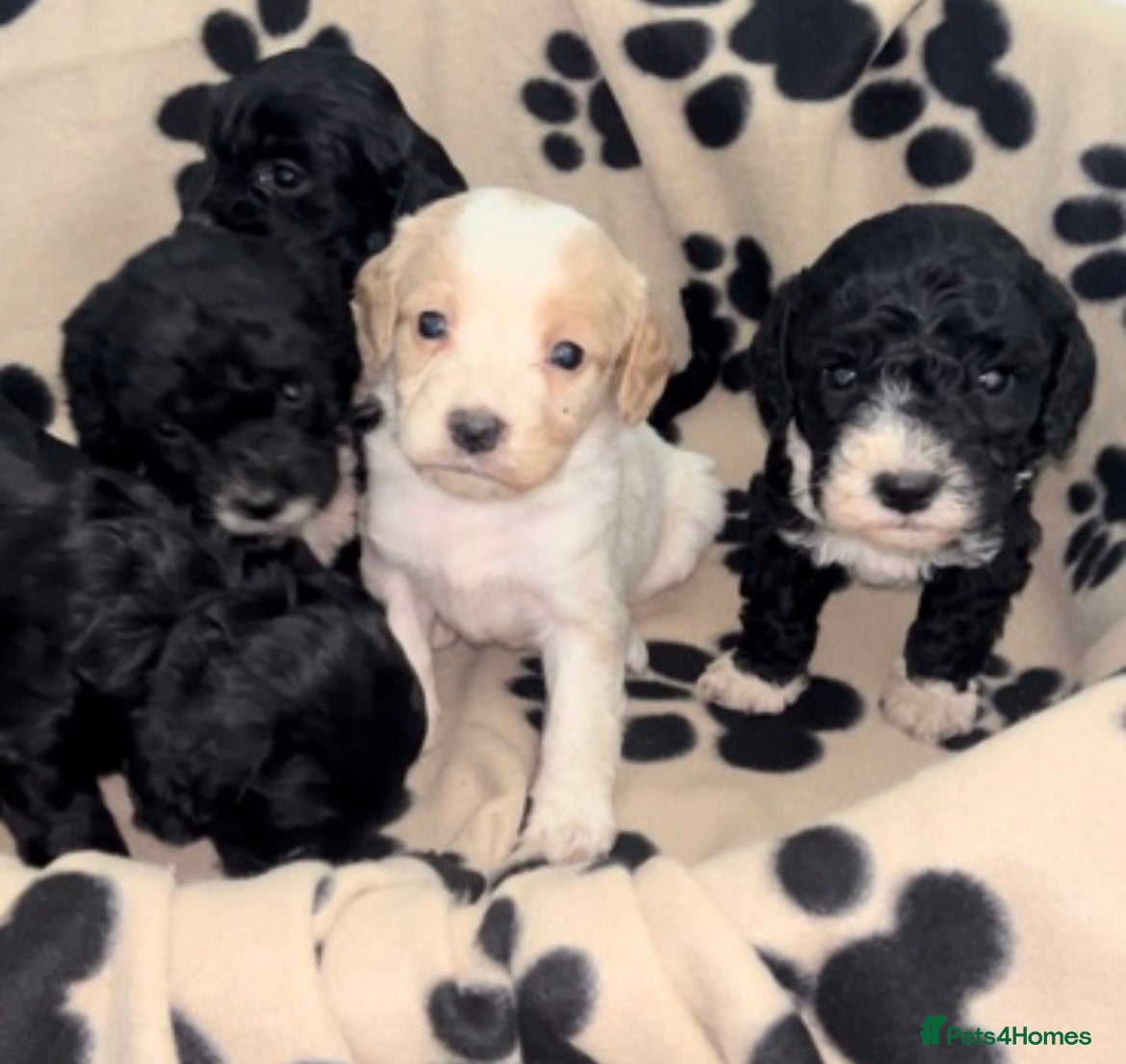 Cavapoo dogs Beautiful Cavapoo puppies  - Advert 1