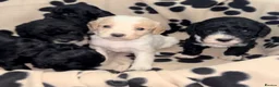 Cavapoo dogs for sale: Beautiful Cavapoo puppies  - Advert 1