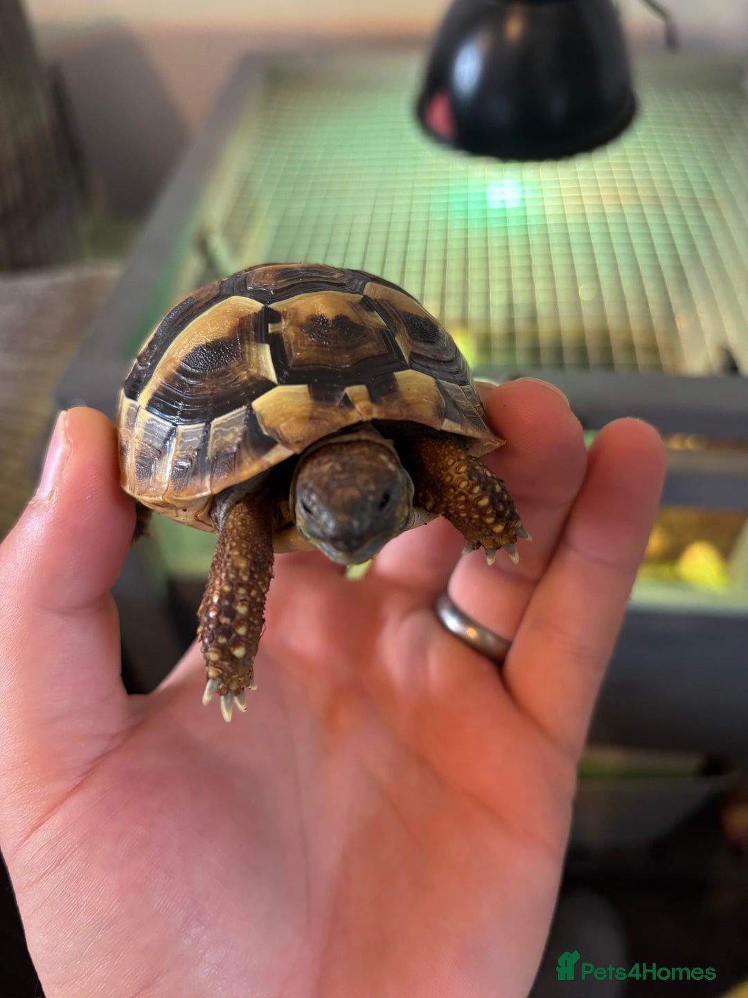 Hermann Tortoise reptiles for sale: Testudo hermanni, Hermanns tortoise for re home - Image 4