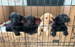 Labrador Retriever dogs for sale: Gorgeous family and working lab puppies - Image 1