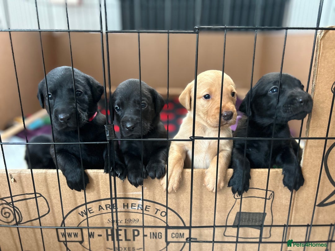 Labrador Retriever dogs for sale: Gorgeous family and working lab puppies - Image 1
