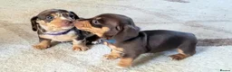 Miniature Dachshund dogs for sale: 4 stunning miniature dachshund pups - Advert 5