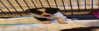 Border Collie 5