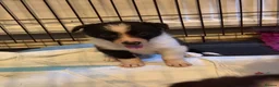Border Collie dogs for sale: 6 amazing pups  - Advert 9