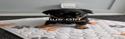 Rottweiler dogs for sale: Rottweiler Puppies  - Advert 14