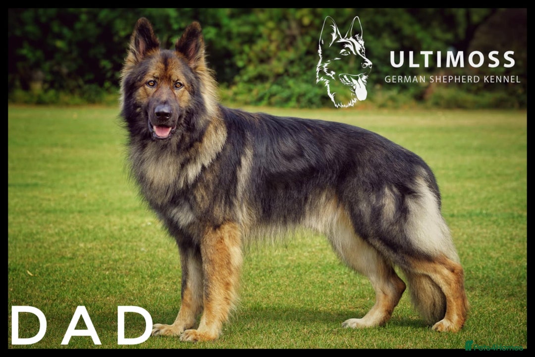 German Shepherd dogs for sale: German Shepherd Puppies - Image 8