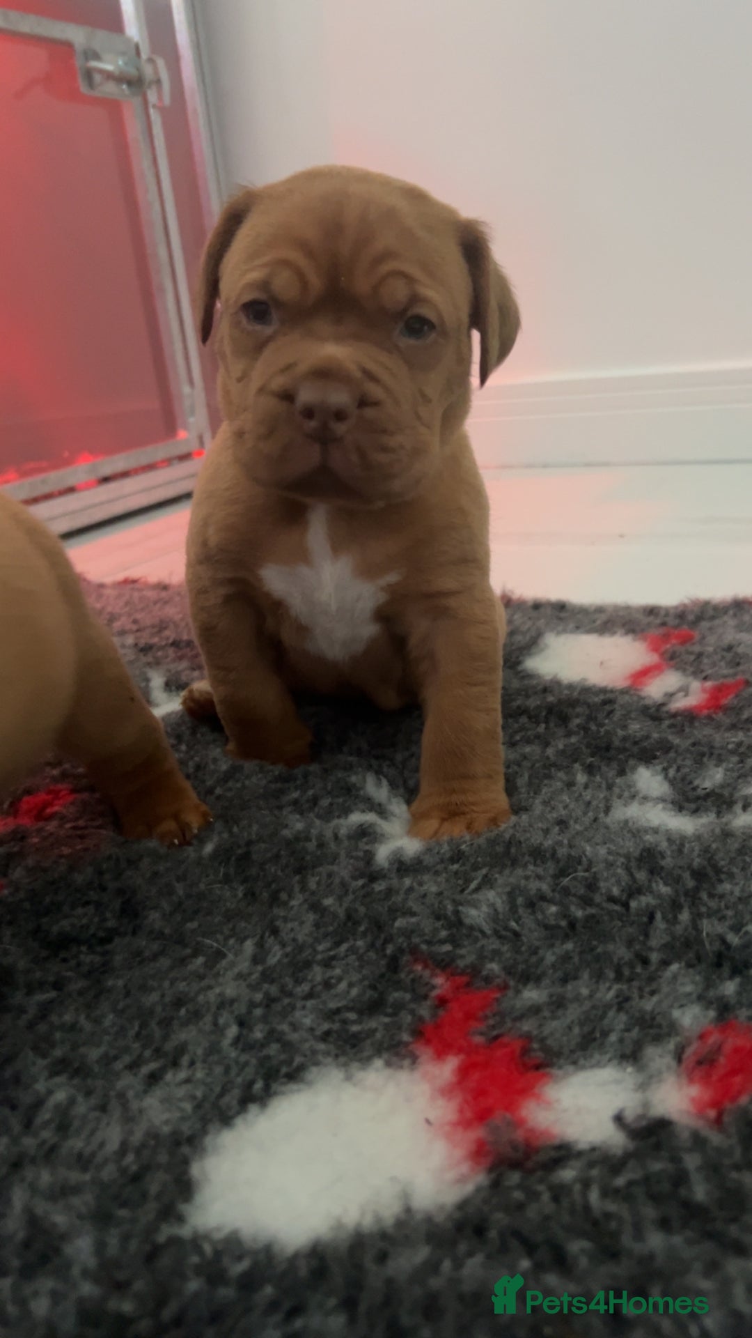Dogue De Bordeaux dogs for sale: Chunky kc registered dogue de Bordeaux puppies - Advert 7